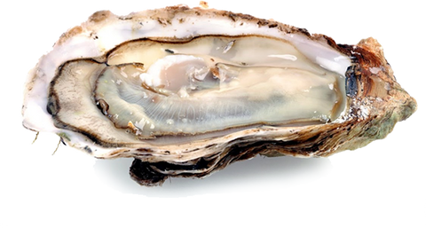 Fresh Blue Point Oysters 6 pack $5.99
