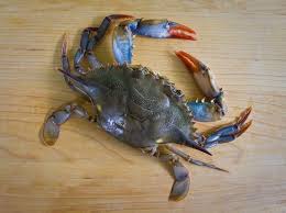Soft Shell Crabs $6.99lb