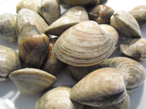 Top Neck Clams $1.69lb