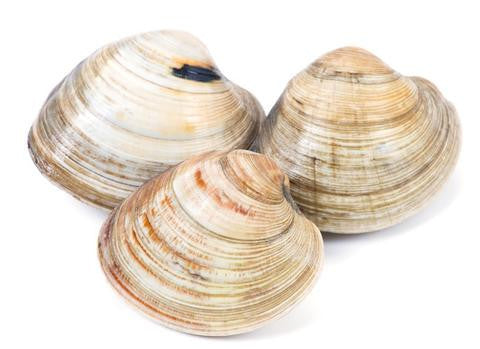 Fresh Live Steamer Clams   Sale $3.99lb