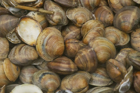 live clams