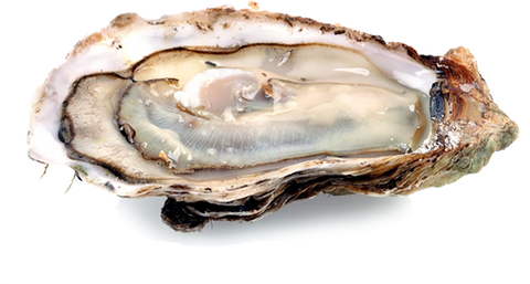 Fresh Blue Point Oysters  6 pack $5.99