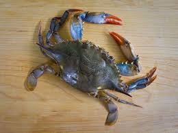 Soft Shell Crabs  $6.99lb
