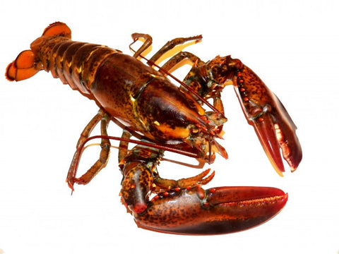 Fresh Live Maine Lobsters  1+1/4lbs